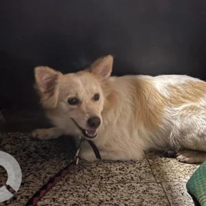 A White-Brown Mix Indie Dog Found from Pune