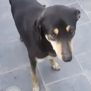 A Black Indie Dog Missing from Nakkhu Chowk-2