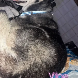 A Black and White Husky Dog Missing from Palam Metro Gate no. 3-2