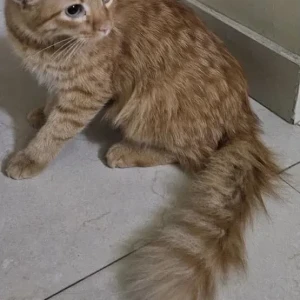 A Orange Ginger Cat Found from karachi