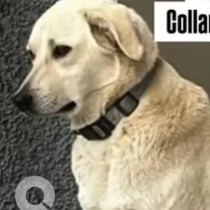 A White-Brown Mix Indie Dog Missing from 