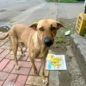 A Brown Indie Dog Found from Pune
