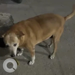 A White-Brown Mix Indie Dog Missing from New Delhi