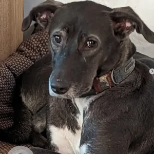 A Black and White Indie Dog Missing from East of Kailash, New Delhi