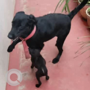 A Black Labrador Dog Found from CK Palya, Bengaluru