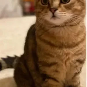 A Black and Brown Scottish Fold Cat Missing from Union Coop