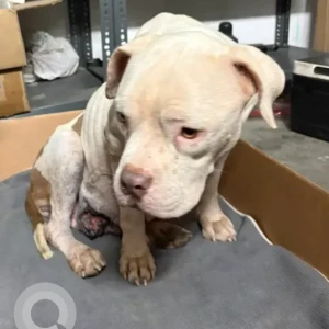 A White-Brown Mix Bulldog Dog Found from Meydan Race Track-2