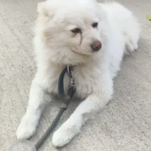 A White Pomeranian Dog Found from Sunnam Cheruvu park