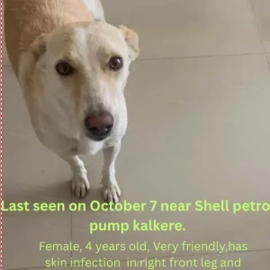 A White-Brown Mix Indie Dog Missing from Ramamurthy Nagar, Bengaluru