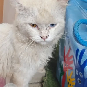 A White Persian Cat Found from Manish Nagar, Nagpur