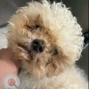 A White Poodle Dog Found from Agawam Street in Revere