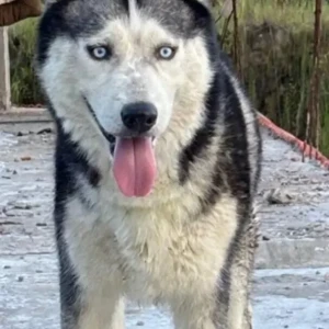 A Black and White Husky Dog Missing from Model Village, Kunkurnallah, near NBCC