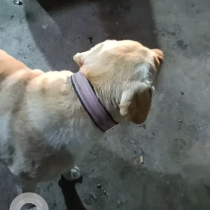 A Light Brown Labrador Dog Found from Lokanthali, Manohara