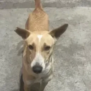 A White-Brown Mix Indie Dog Missing from Karvenagar area