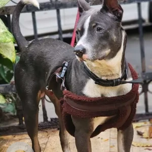 A White and Grey Indie mix Dog Found from Domlur, Bengaluru