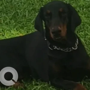 A Black Doberman Dog Missing from Nungambakkam Income Tax Office