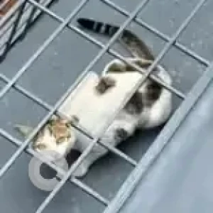 A Grey-White Mix Indie Cat Found from HSR layout sector 2-2