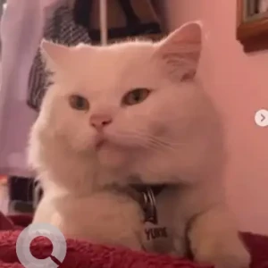 A White Persian Cat Missing from Sarakki, Bengaluru