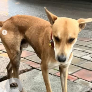 A Brown Indie Dog Found from Ashok Nagar, Bengaluru-2