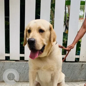 A Golden Labrador Dog Missing from Koramangala, Bengaluru