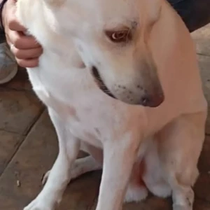 A White-Brown Mix Indie Dog Missing from Marine Lines, Mumbai-3