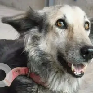 A Black and White German Shepherd Indie mix Dog Missing from Bhavani peth, Junna motor stand