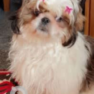 A White-Brown Mix Shih Tzu Dog Missing from Byatarayanapura, Bengaluru