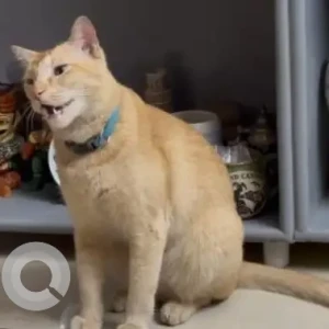 A Orange Domestic Shorthair Cat Missing from Bellandur, Bengaluru
