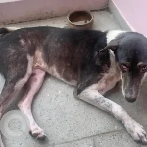 A Black and White Indie Dog Missing from Sector 125, Noida