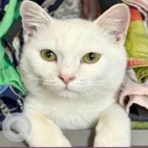 A White British Shorthair Cat Missing from Standpoint Residences, Downtown