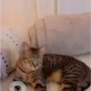 A Grey-White Mix Arabia Mau Cat Missing from Al Zubaidi Street-2