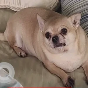 A Light Brown Chihuahua Dog Missing from Near: Bullock Family House