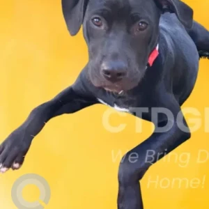 A Black lab mix Dog Missing from Walnut Beach