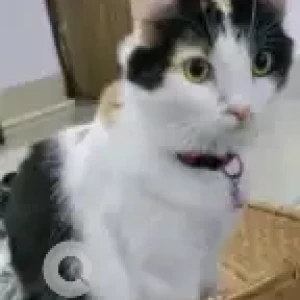 A Black and White Persian mix Cat Missing from F&G sector near Shiv Mandir