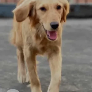 A Golden Golden Retriever Dog Missing from Newaghasa area
