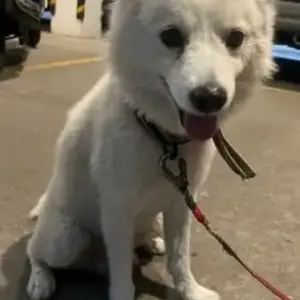 A White Spitz Dog Found from Mylai Ranganathan Street, T. Nagar