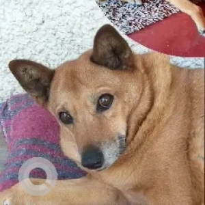 A White-Brown Mix Indie Dog Missing from Manchegowdana koppal, Hebbal