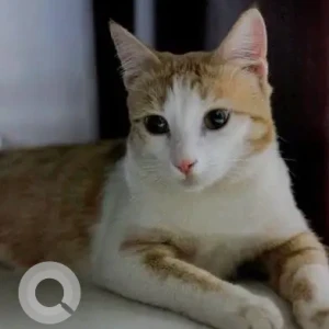 A Orange Indie Cat Missing from RK Hegde Nagar, Bengaluru
