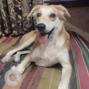 A White-Brown Mix Indie Dog Missing from Mumbai