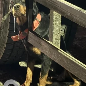 A Black and Brown Rottweiler Dog Found from Perambur-2