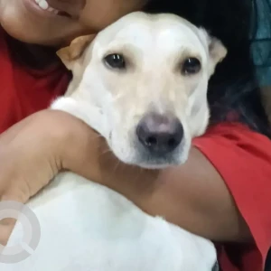 A White Indie Dog Missing from Kandivali west police station, S.V.road