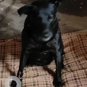 A Black Labrador Dog Found from Aga Abbas Ali road, Ulsoor-3