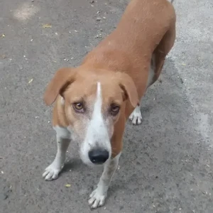 A White-Brown Mix Indie Dog Missing from Erandwane, Pune