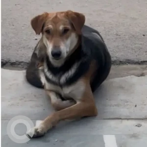 A Black and Brown Indie Dog Missing from sector 5, gurgaon