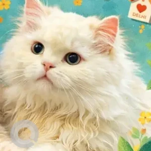 Female Persian Cat Adoption for Adoption in Ahmedabad