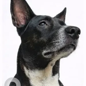 A Black and White Indie Dog Missing from Tobin Road