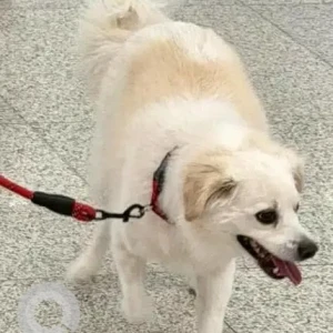 A White Pomeranian Dog Missing from Mehrauli-2