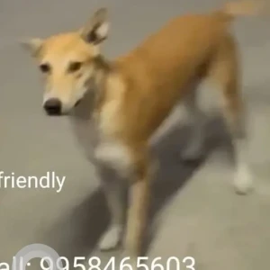 A White-Brown Mix Indie Dog Missing from Park Avenue, Gaur City- 1