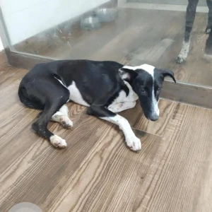 A White-Brown Mix Indie Dog Found from New Delhi