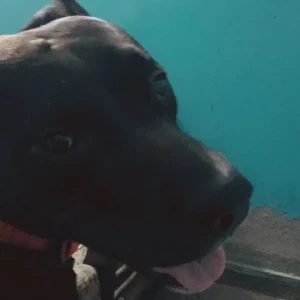 A Black Pitbull Dog Missing from New Delhi-2